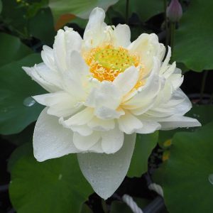 白万々（はくまんまん）白・八重・大型・日本在来品種・よく咲く