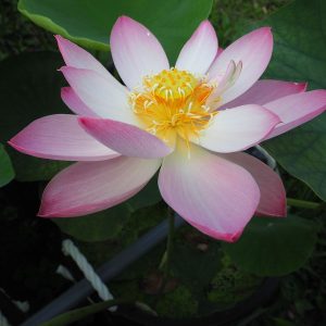 飛天（ひてん）爪紅・一重・小型・中国の大型種とは別・よく咲きます