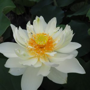 金色年華（こんじきねんか）黄白・八重・大型・詳細不明