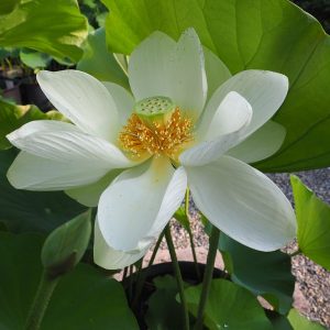 白衣戦士（びゃくいせんし）白・一重・中型・中国武漢市東湖風景区・紅霞の自然交配種
