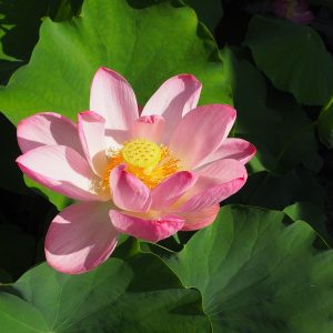 大阪水走出土蓮（おおさかみずはいしゅつどはす）桃・一重・中型東大阪市水走遺跡出土