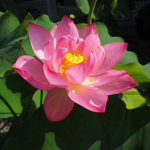 立田赤蓮（たつたあかばす）紅・一重・中型・愛知県海部郡立田村で植栽