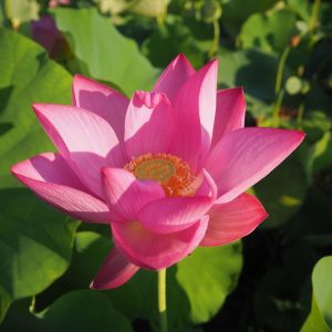 東湖春暁(とうこしゅんぎょう)紅・一重・中型・中国武漢市東湖風景区・小桃紅の自然交配種