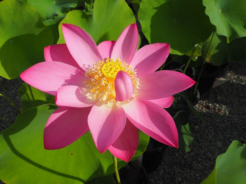 ファーストレディー（桃・一重・中型・アメリカ）紅からピンクと