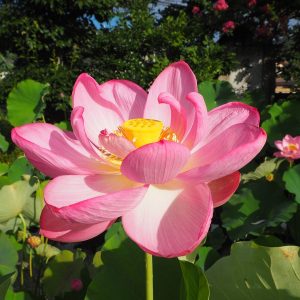友誼紅（ゆうぎこう）桃・一重・小型・中国、