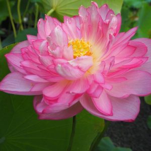 紫光閣(しこうかく)濃紅色・八重・大型、とても綺麗な花です・詳細不明