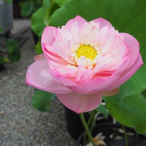 桃花扇（とうかせん）桃・八重・中型、冨永整氏育成のものとは別