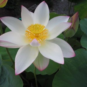 美三色（びさんしょく）黄紅・一重・中型・中国南京芸蓮苑育成