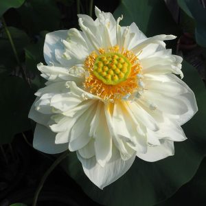 白冠蓮(はっかんれん)白・八重・小型・みごとな八重