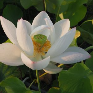 八一蓮（はちいちれん）桃・一重・中型・中国江西省南昌市品種