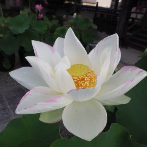 不忍池斑蓮 (しのばずのいけまだらばす）斑・一重・大型