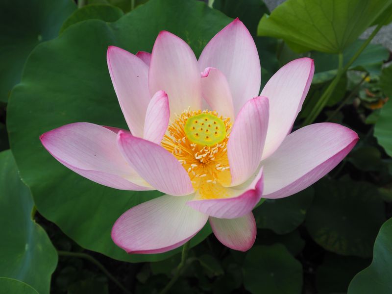 P1013200.jpg
