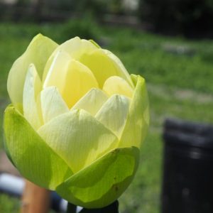 鶯鶯（ようよう）白・一重・中型
