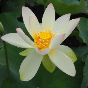 古幡王子蓮（ふるはたおうじばす）黄紅・一重・大型・古幡光男氏育成・王子蓮の自然交配種