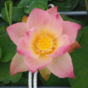 春霞(はるがすみ)爪紅・一重・中型・冨永整氏育成・瑞光蓮自然交配種