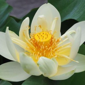 オハイオ蓮（オハイオバス）アメリカ・オハイオ産・一重・黄白