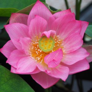 淀姫(よどひめ)桃・一重・大型・伝承種・旧名「淀城址」「淀城」・京都市伏見区淀城址、淀姫として入手