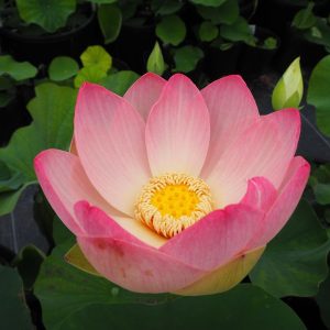 天女（てんにょ）爪紅・一重・中型・横田緑氏育成・天照爪紅の自然交配種