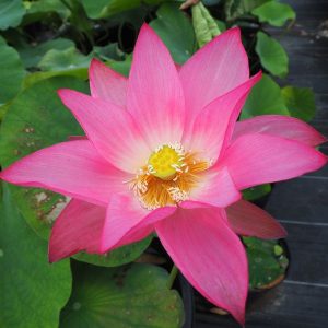 夕妃(ゆうひ)桃・一重・大型・よく咲く・鮮やか