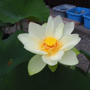 雲南黄蓮（うんなんおうれん）淡黄色・大型・一重・よく咲く