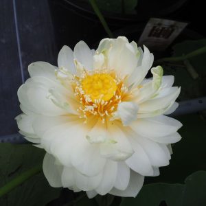 繭(まゆ)白・八重・中型・向日葵×小舞妃、ふわふわな感じ