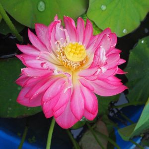 誠蓮（まことはす）紅・八重・中型・食用蓮との交配種・「福岡八重蓮」・佐藤誠氏育成