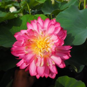 長紅蓮（ちょうこうれん）紅色・八重・小型