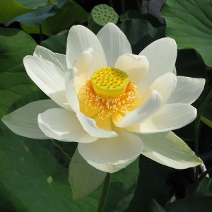 白夜蓮(びゃくやれん)白・一重・大型