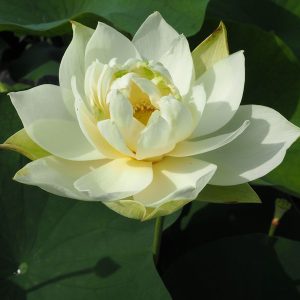 友誼牡丹かわり（ゆうぎぼたん）淡黄色・八重・大型・変種