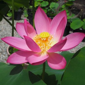 カスピカム　紅・一重・中型・ロシア・イラン北部（カスピ海沿岸のアンザリ潟付近）
