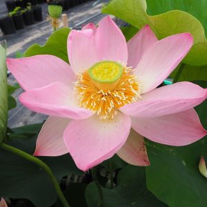 友誼蓮（ゆうぎれん）桃・一重・大型・詳細不明