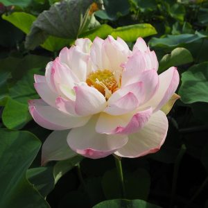 扇子（せんす）紅・八重・碗蓮