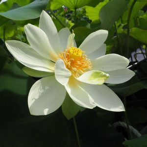 田沼白蓮(たぬまびゃくれん)白・一重・小型・在来品種