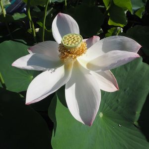 重水華（ちょうすいか）桃・一重・小型・詳細不明