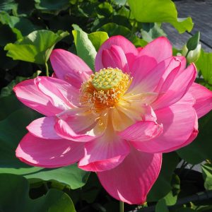 陽山紅(ようざんこう)紅・半八重・大型・日本、詳細は不明