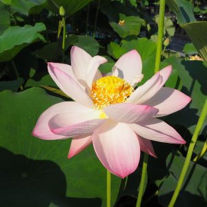 清雲(せいうん)桃・一重・中型