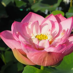 花嫁(はなよめ)桃・八重・中型