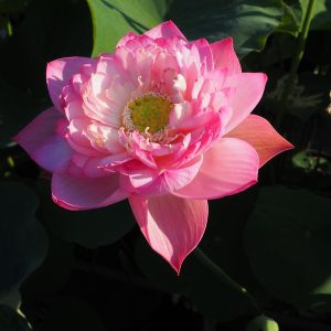 雲海（うんかい）爪紅・八重・中型