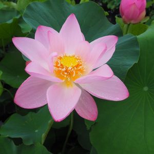 蓮華寺蓮(れんげじれん)桃・一重・大型・静岡県藤枝氏蓮花寺