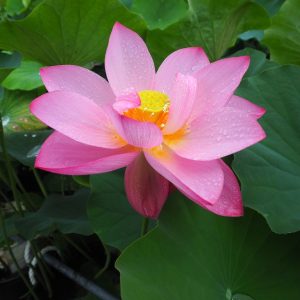 仲哀陵（ちゅうあいりょう）桃・一重・大型・大阪府藤井寺市の仲哀天皇陵の壕に自生