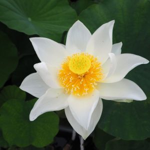 白碗蓮(しろわんれん)白・一重・小型・中国