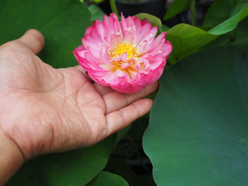 八重茶碗蓮（やえちゃわんはす）茶碗のような小さな容器でも育てられる品種・紅色・八重