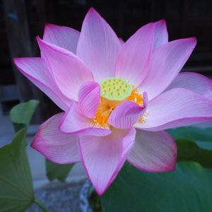 五丁田下の段（ごちょうだしものだん）桃・一重。大型・巨椋池品種