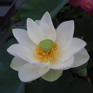 東観世白花（ひがしかんぜしろばな）白・一重・中型・巨椋池品種・西村金治氏育成