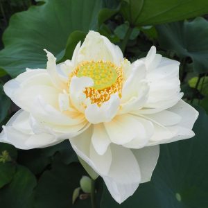 西円寺青蓮(さいえんじしょうれん)白・八重・大型・山口県青海島西円寺伝承・中国より招来・山口県天然記念物
