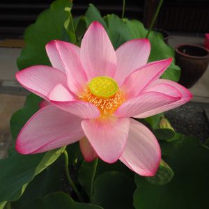 大島紅(おおしまべに)桃・一重・大型・巨椋池系より趣味家が作出・条線あり