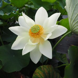 清月蓮(せいげつれん)白・一重・大型・日本在来品種