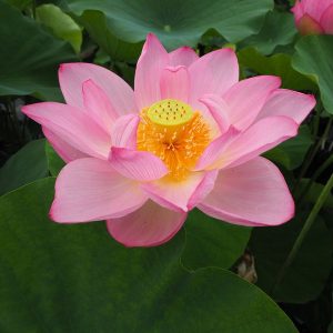 奈良蓮(ならばす)桃・一重・中型・伝承種・旧名「唐蓮」
