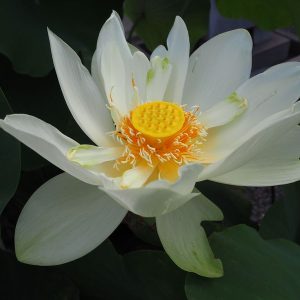 王子蓮（白）（おうじばすしろ）白・一重・大型・「アメリカ白蓮」皇太子が持ち帰った蓮として知られる