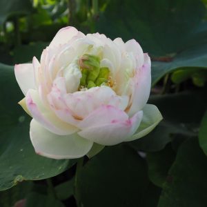 向日葵（ひまわり）淡桃・八重・小型